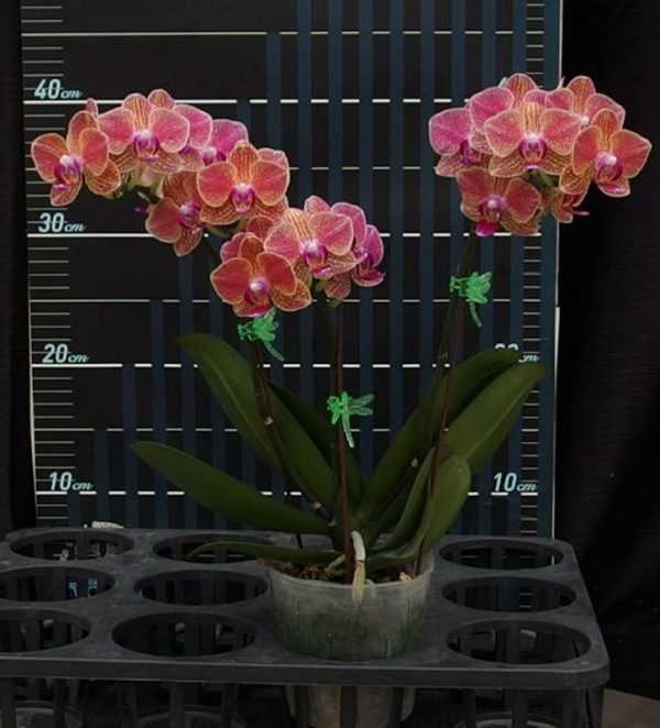 Phal. OX Yuanbao：圖片 2