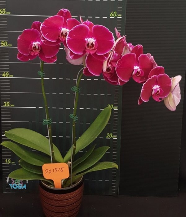 Phal. OX Purple Lady：圖片 2
