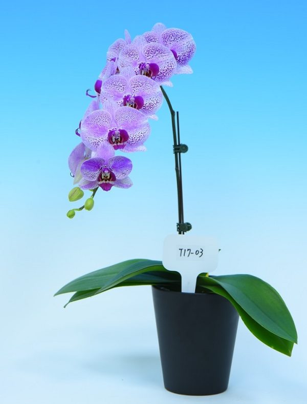 Phal. Yongli "T17-3"：圖片 2