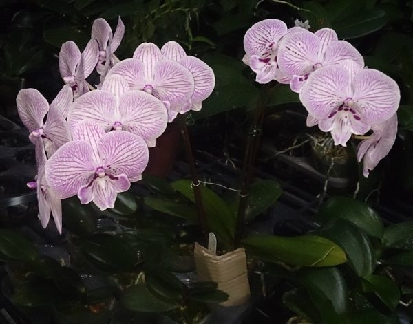 Phal. Yung Hsin "SH02"：圖片 2