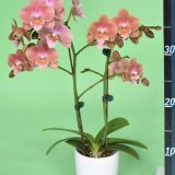Phal. Younghome "5102"：圖片 2