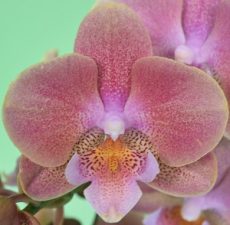 Phal. Younghome "5102"