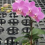Phal. Shyang Fa Pink Pearl：圖片 2
