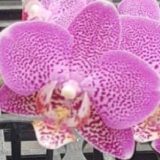 Phal. Shyang Fa Pink Pearl