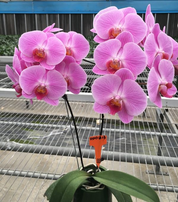 Phal. Da Shyang "1613"：圖片 2