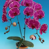 Phal. Star Cheshire Cat：圖片 2