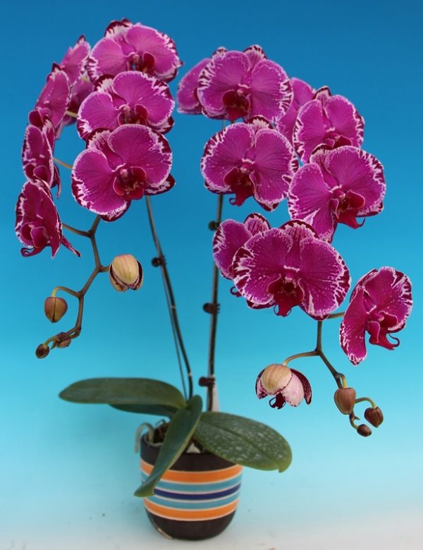 Phal. Star Cheshire Cat：圖片 2