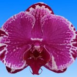 Phal. Star Cheshire Cat