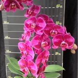 Phal. OX Red Lion "1669"：圖片 2