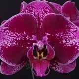 Phal. OX Red Lion "1669"