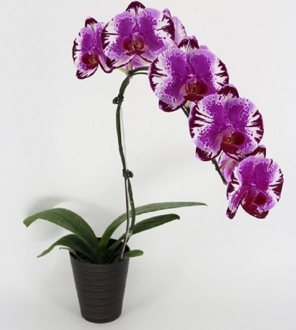 Phal. MS Purple Mask：圖片 2