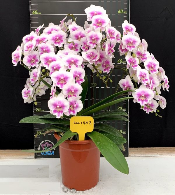 Phal. Charming Little Girl X Phal. Ching Ann Dolly：圖片 2