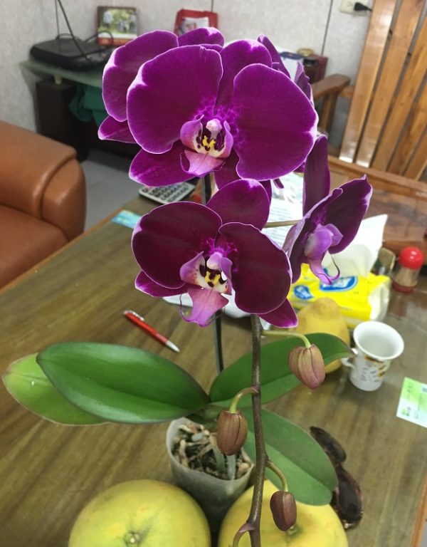 Dtps. Jiuhbao Ferrari：圖片 2