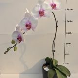 Phal. Fangmei Girl "7730"：圖片 2