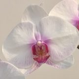 Phal. Fangmei Girl "7730"
