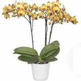 Phal. Papagayo：圖片 2
