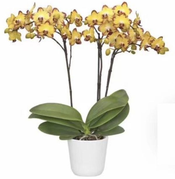 Phal. Papagayo：圖片 2