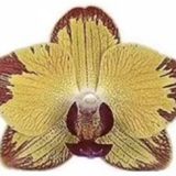 Phal. Papagayo