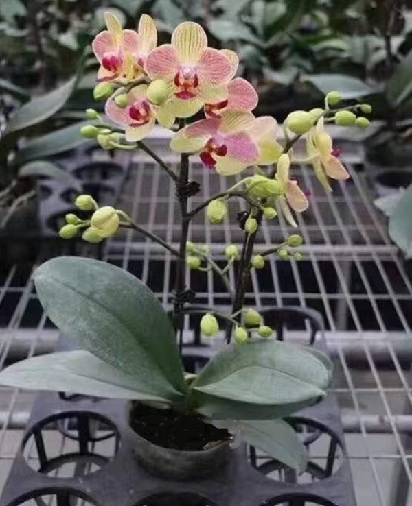 Phal. Daton Golden Tiny Bird：圖片 2