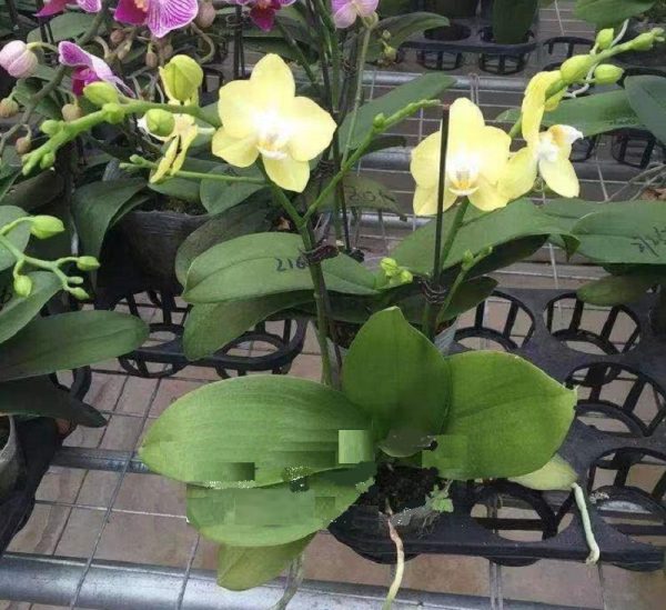 Phal. Daton Apple "3037"