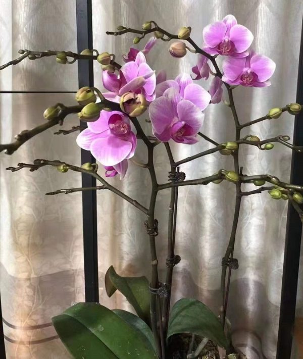 Phal. Daton Candy：圖片 2