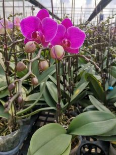 Phal. Daton Lucky Star