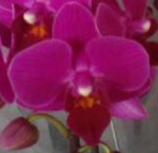 Phal. Golden Leaf Coffee "3692"