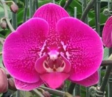Phal. OX Princess "TO30"