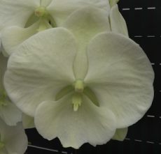 Phal. Charming Dream
