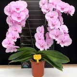 Phal. Charming Pink Fantasy：圖片 2