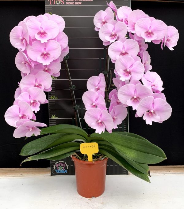 Phal. Charming Pink Fantasy：圖片 2