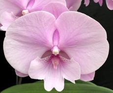 Phal. Charming Pink Fantasy