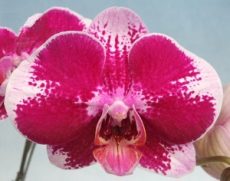 Phal. MS Ronald