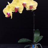 Phal. MS Yellow Dancing：圖片 2