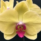 Phal. MS Yellow Dancing