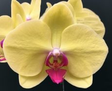 Phal. MS Yellow Dancing