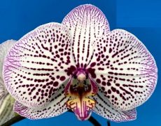 Phal. MS Corona Cat