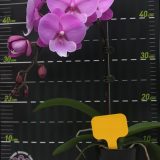 (Phal. Charming Fairy Del X Phal. Jincheng Firefly) X Phal. Charming Panda：圖片 2
