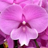 (Phal. Charming Fairy Del X Phal. Jincheng Firefly) X Phal. Charming Panda