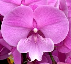 (Phal. Charming Fairy Del X Phal. Jincheng Firefly) X Phal. Charming Panda