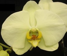 (Phal. Taida New Luchia X Phal. Fureshing Mark) X Phal. Forest Fairy