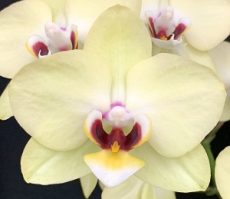 Phal. Tying Shin Melody X Phal. Fuller's AD-Plus
