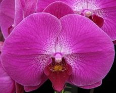 Phal. Younghome "333"
