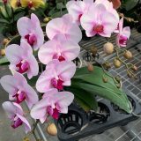 Phal. First Love：圖片 2
