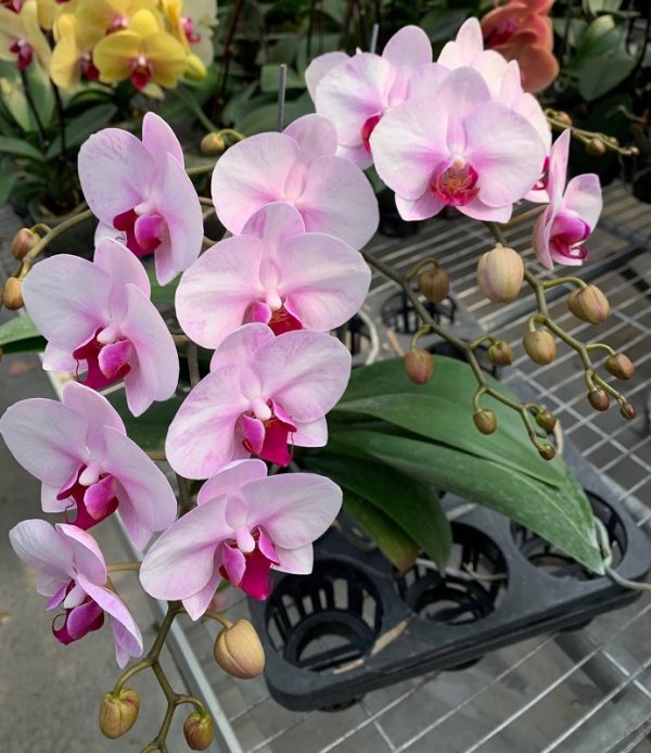 Phal. First Love：圖片 2