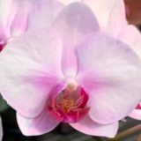 Phal. First Love