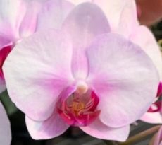 Phal. First Love