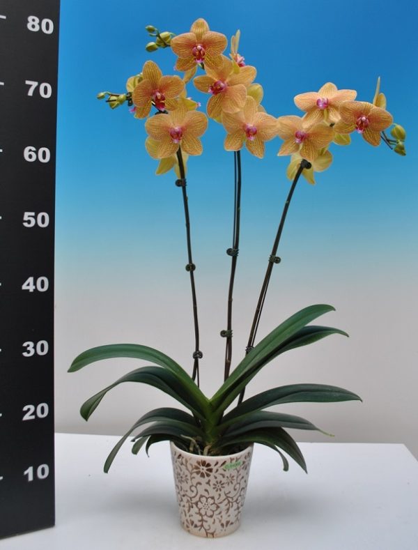Dtps. Long Pride Chocolate Chip：圖片 2