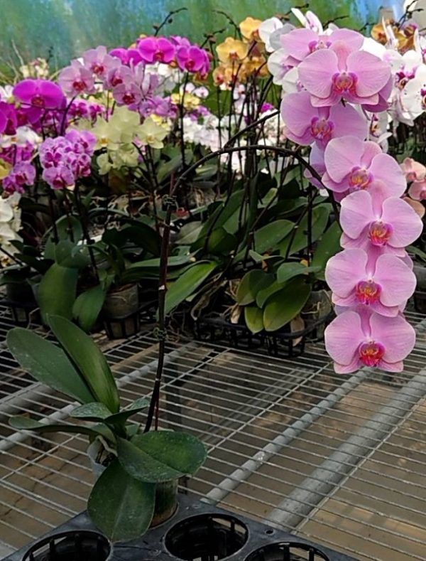 Phal. Yongli "663"：圖片 2
