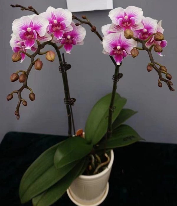 Phal. Jiuhbao "3060"：圖片 2